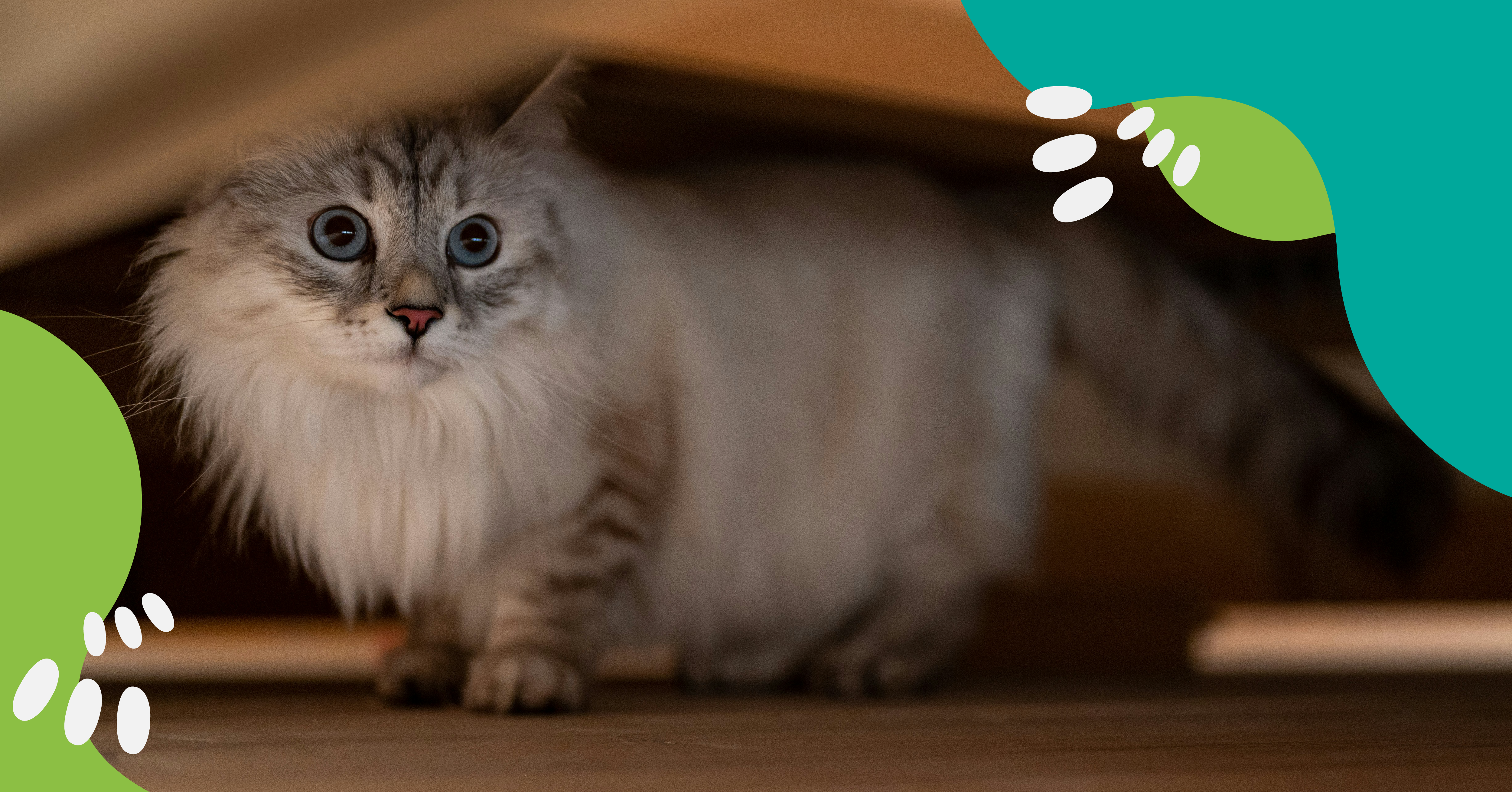 Imagen destacada: Gatos y pirotecnia