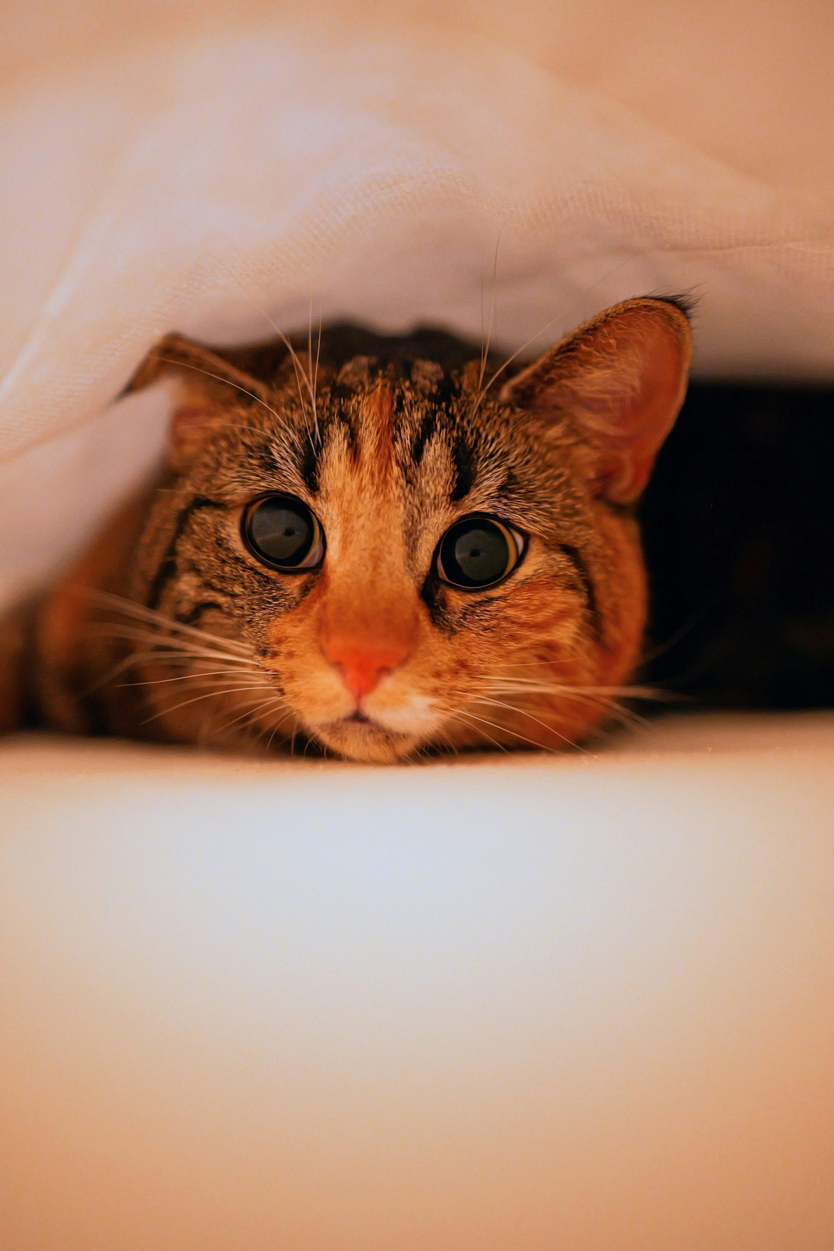 Gatos y pirotecnia